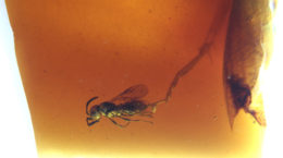 Pequeña avispa en ámbar cretácico de España- longitud menos de 2 mm
