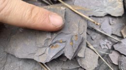 Foto de fósil de trilobite de la sierra de Aracena