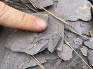 Foto de fósil de trilobite de la sierra de Aracena