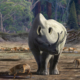 La evolución de las ‘bestias del trueno’