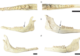 Descubrimiento de nuevos restos craneales de juveniles de Decennatherium rex en Batallones-10 (Mioceno tardío, Península Ibérica)2