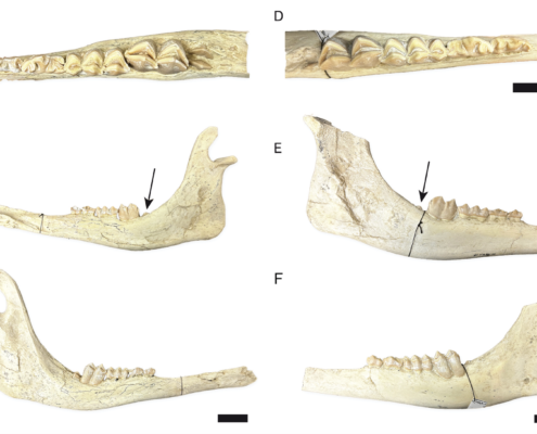 Descubrimiento de nuevos restos craneales de juveniles de Decennatherium rex en Batallones-10 (Mioceno tardío, Península Ibérica)2