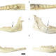 Descubrimiento de nuevos restos craneales de juveniles de Decennatherium rex en Batallones-10 (Mioceno tardío, Península Ibérica)2
