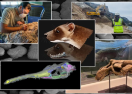 La Universidad de Zaragoza implanta el próximo curso 2024:25 un nuevo Máster Oficial en Paleontología