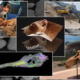 La Universidad de Zaragoza implanta el próximo curso 2024:25 un nuevo Máster Oficial en Paleontología