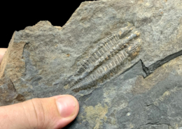 Nuevos trilobites del Cámbrico de Toledo