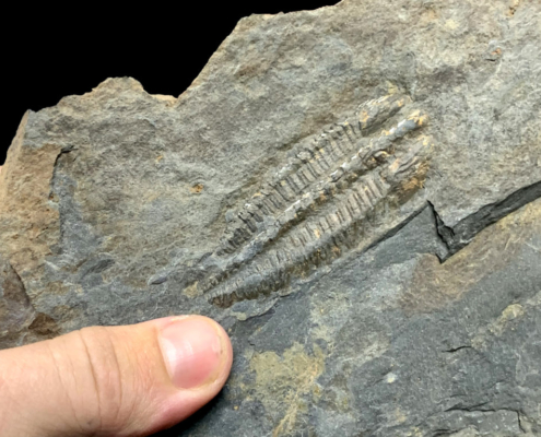 Nuevos trilobites del Cámbrico de Toledo