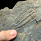 Nuevos trilobites del Cámbrico de Toledo