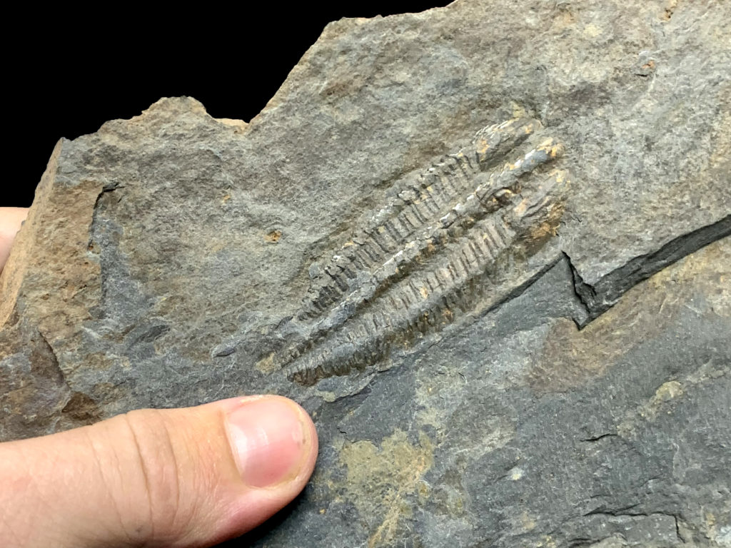 Nuevos trilobites del Cámbrico de Toledo