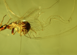 Cómo se puede reconocer un insecto polinizador en el registro fósil