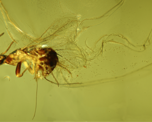 Cómo se puede reconocer un insecto polinizador en el registro fósil