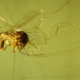 Cómo se puede reconocer un insecto polinizador en el registro fósil