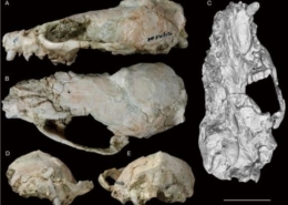 Describen una nueva especie de mustélido que vivió en el Mioceno, hace 9 millones de años