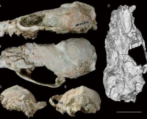 Describen una nueva especie de mustélido que vivió en el Mioceno, hace 9 millones de años