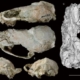 Describen una nueva especie de mustélido que vivió en el Mioceno, hace 9 millones de años