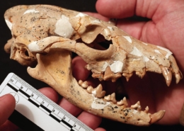 El origen de los chacales