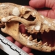 El origen de los chacales