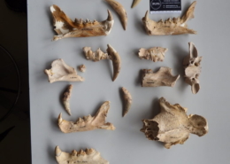 Identifican dos nuevas especies de tigre dientes de sable de hace 5 millones de años en Sudáfrica
