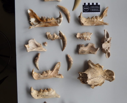 Identifican dos nuevas especies de tigre dientes de sable de hace 5 millones de años en Sudáfrica
