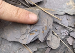 Nueva especie de trilobites descubierta en la sierra de Aracena