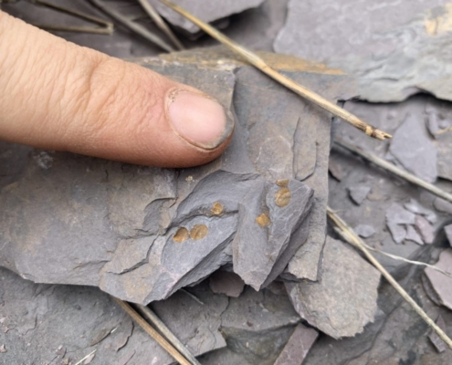 Nueva especie de trilobites descubierta en la sierra de Aracena