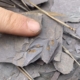 Nueva especie de trilobites descubierta en la sierra de Aracena