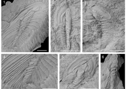 Trilobites olenelinos en el Cámbrico de Portugal y España