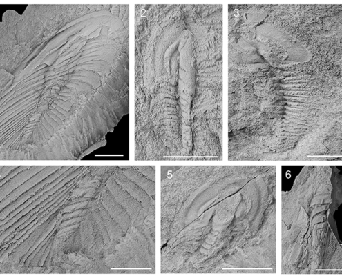 Trilobites olenelinos en el Cámbrico de Portugal y España