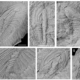 Trilobites olenelinos en el Cámbrico de Portugal y España