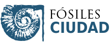 Visita fósiles de paseo por Granada