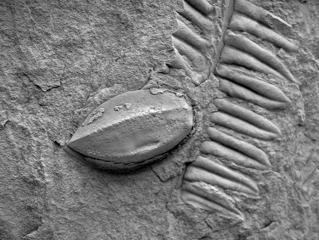 Fósiles de vegetales del Carbonífero
