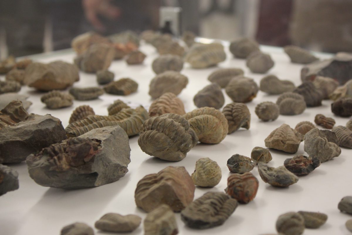 Fósiles en el museo de Totanés