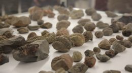 Fósiles en el museo de Totanés