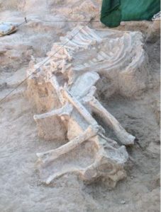 Restos fósiles de mamíferos del yacimiento de Batallones
